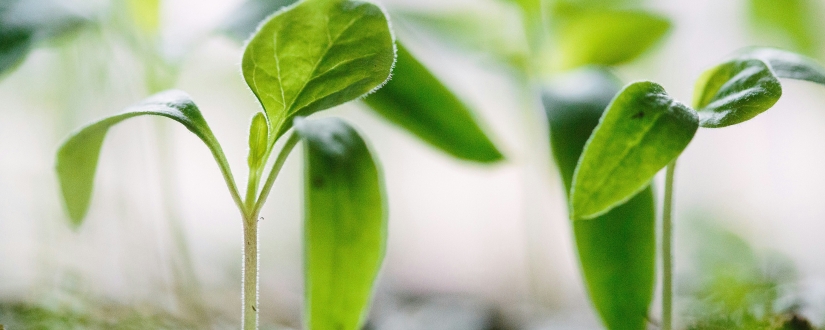 PEE, PERECO, PERO : votre épargne peut désormais alimenter des fonds verts
